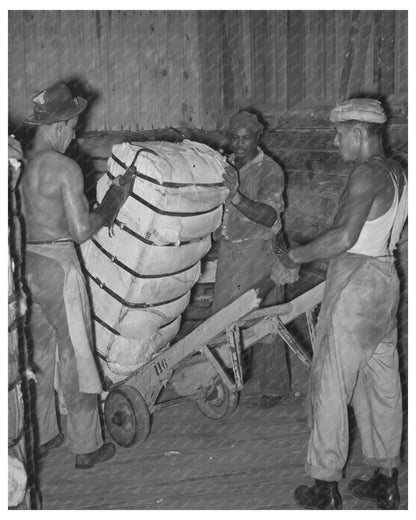 Worker Unloading Cotton Bale in Houston Texas 1939