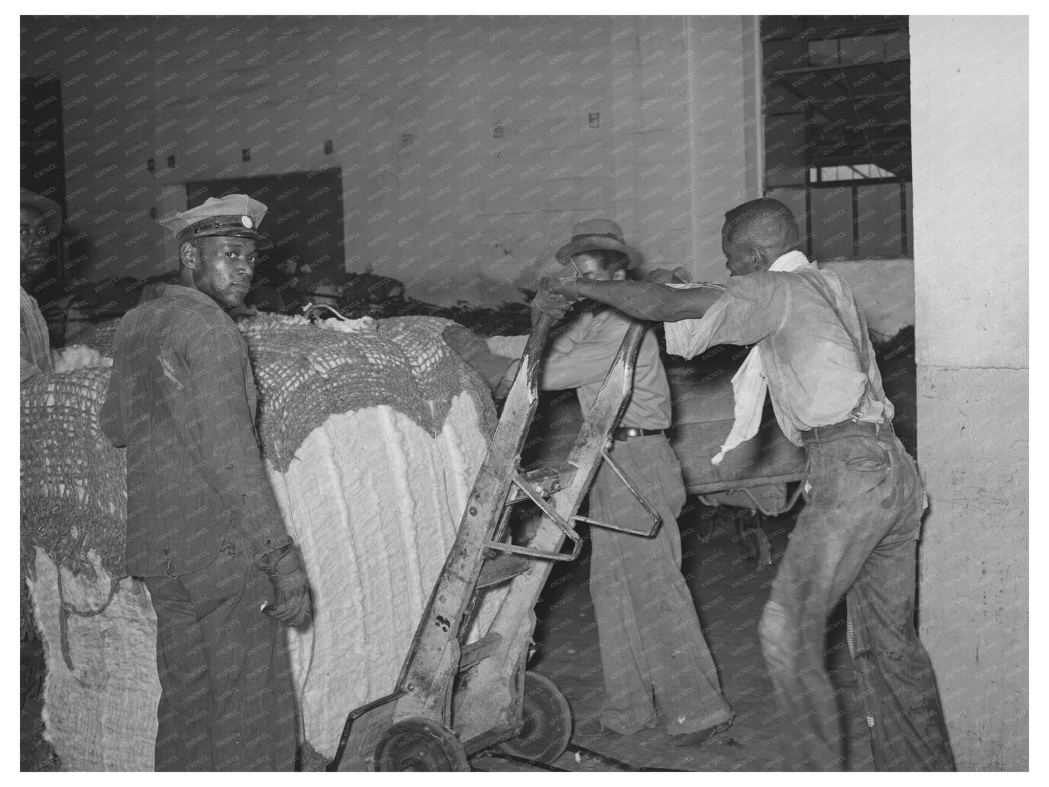 1939 Cotton Loading Process in Houston Texas