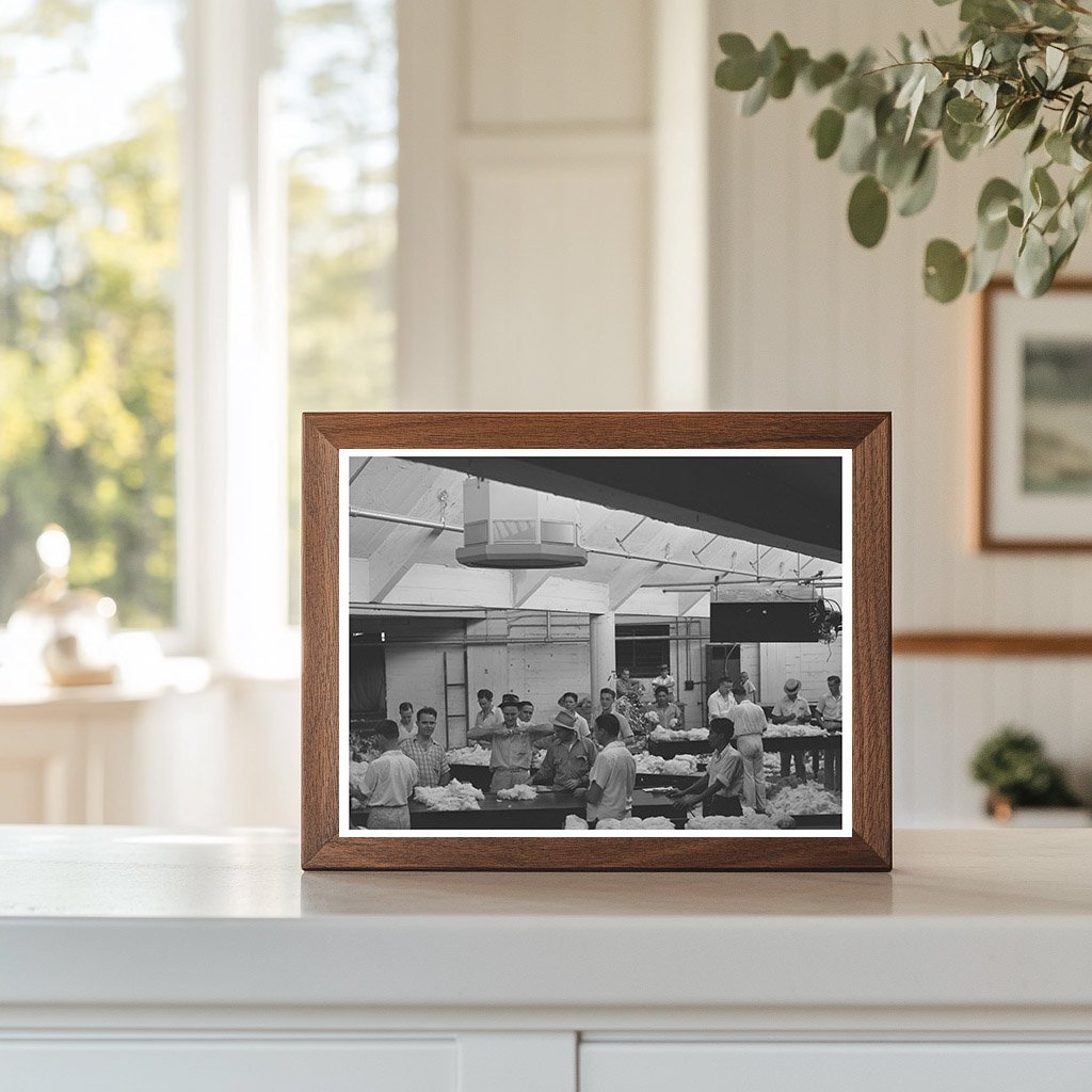 Sampling and Grading Cotton in Houston Texas 1939