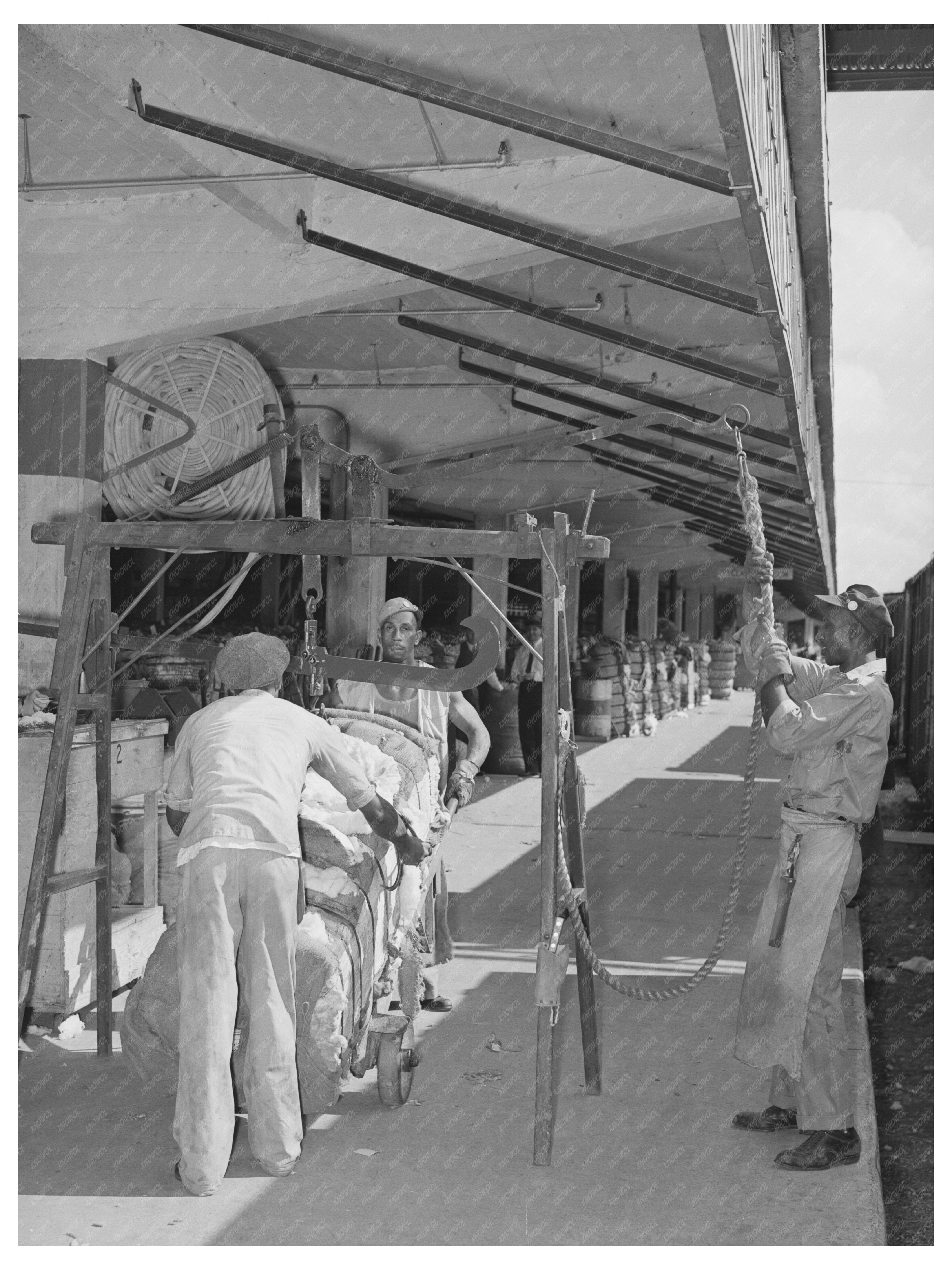 Workers Weighing Cotton at Harris County Platform 1939