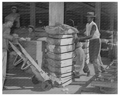 Cotton Loading in Houston Texas October 1939