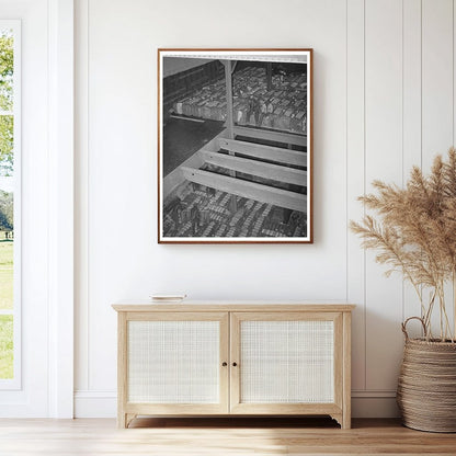 Workers Storing Cotton Bales in Port of Houston 1939