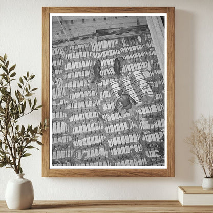 Cotton Bales Stored for Export at Port of Houston 1939