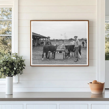 4-H Boys with Steers at Gonzales County Fair 1939