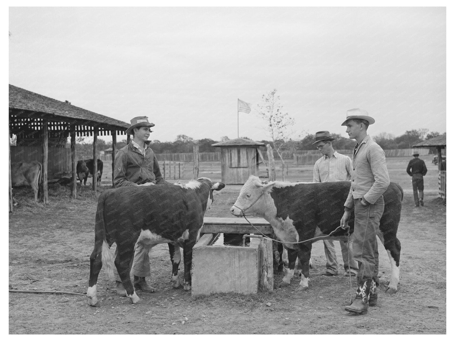 4-H Boys with Steers at Gonzales Fair 1939