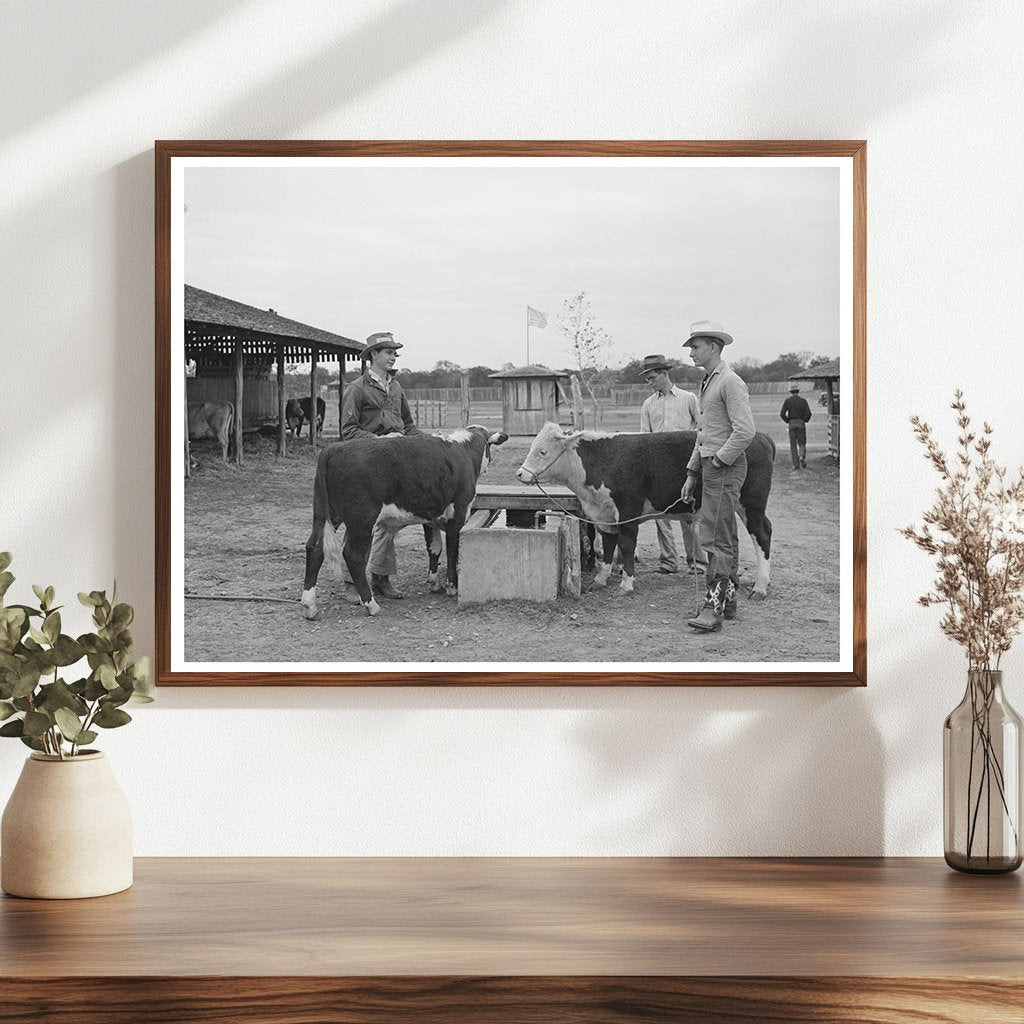 4-H Boys with Steers at Gonzales Fair 1939