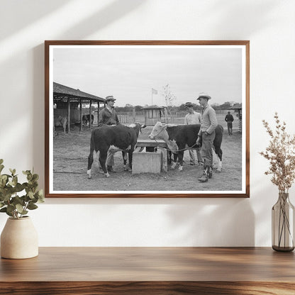 4-H Boys with Steers at Gonzales Fair 1939
