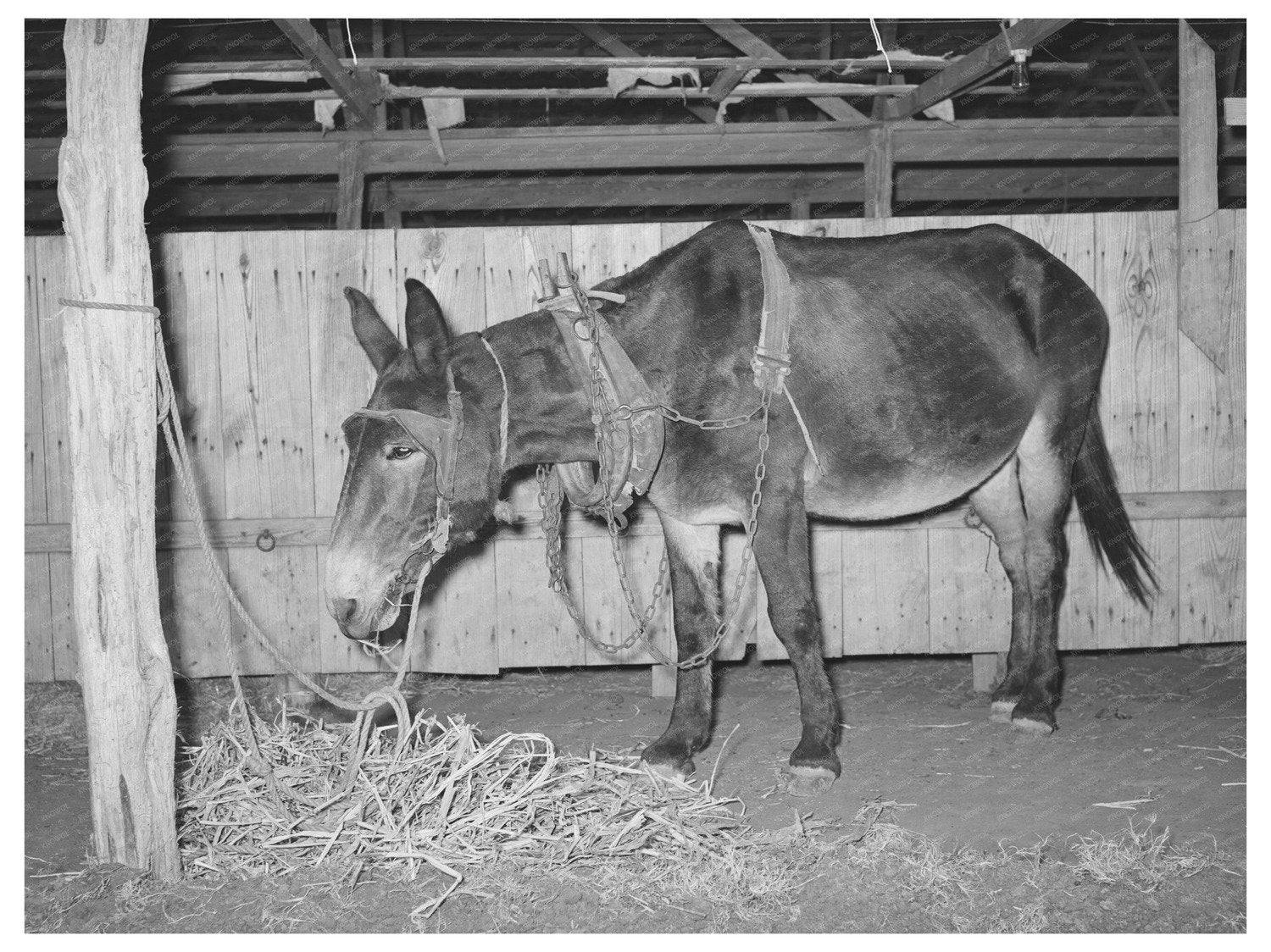 Work Mule at Gonzales County Fair Texas October 1939