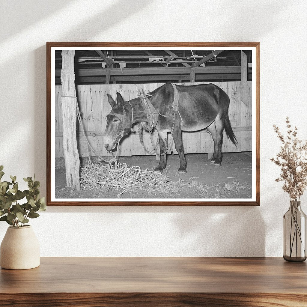 Work Mule at Gonzales County Fair Texas October 1939