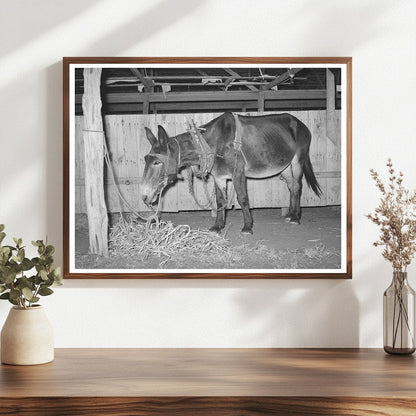 Work Mule at Gonzales County Fair Texas October 1939