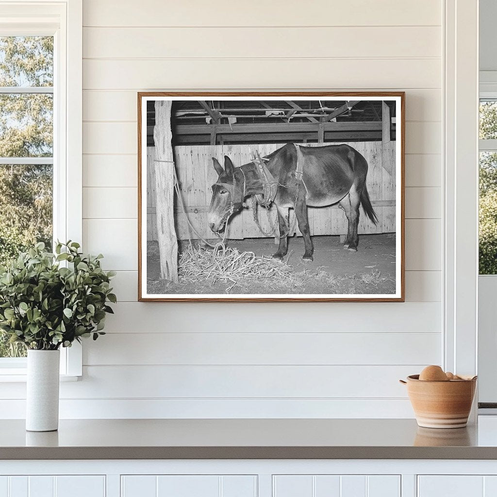 Work Mule at Gonzales County Fair Texas October 1939