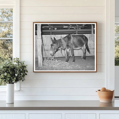 Work Mule at Gonzales County Fair Texas October 1939