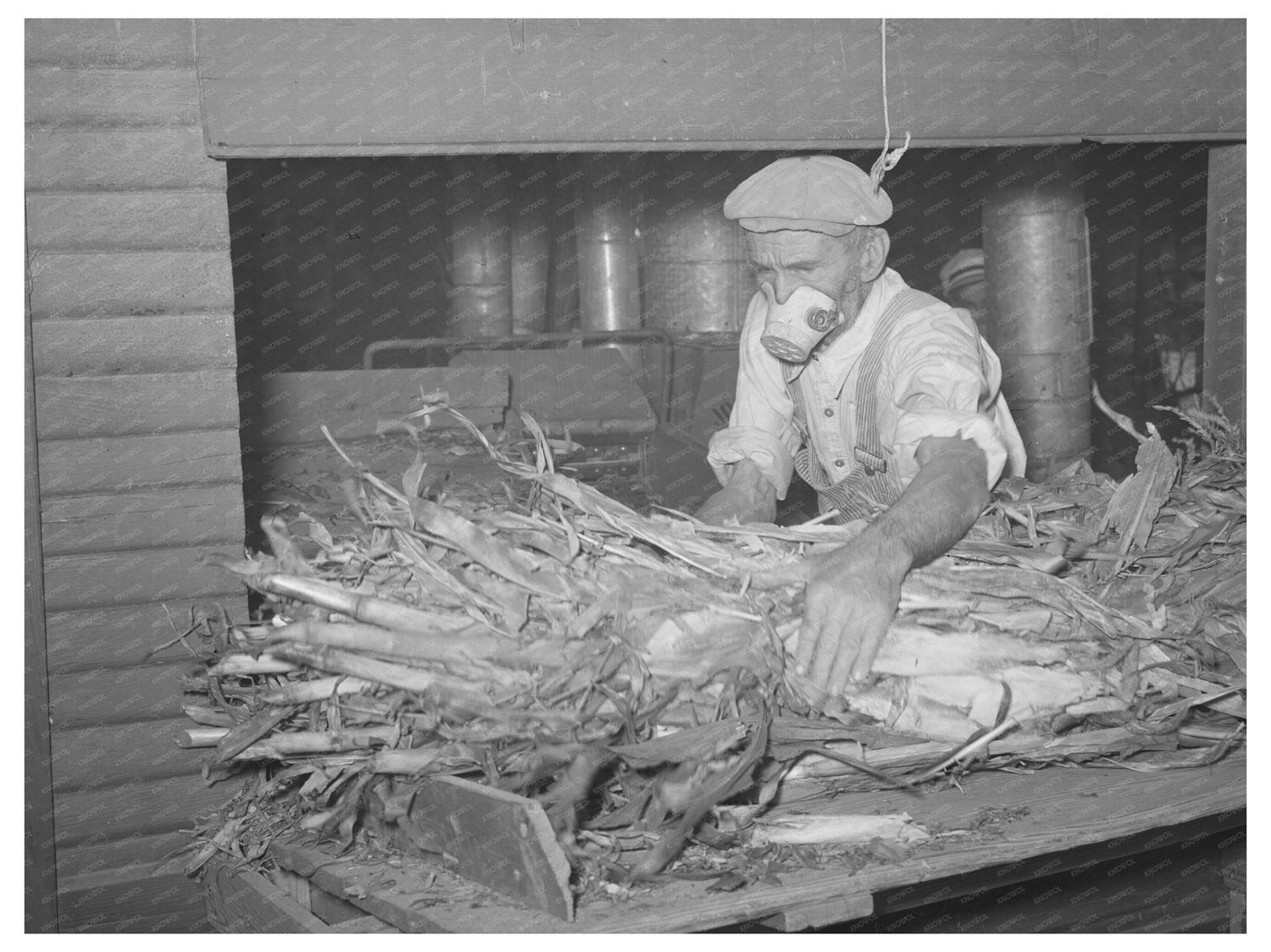 Worker Collecting Fodder in Taylor Texas 1939