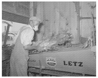 Worker Gathering Fodder in Taylor Texas 1939