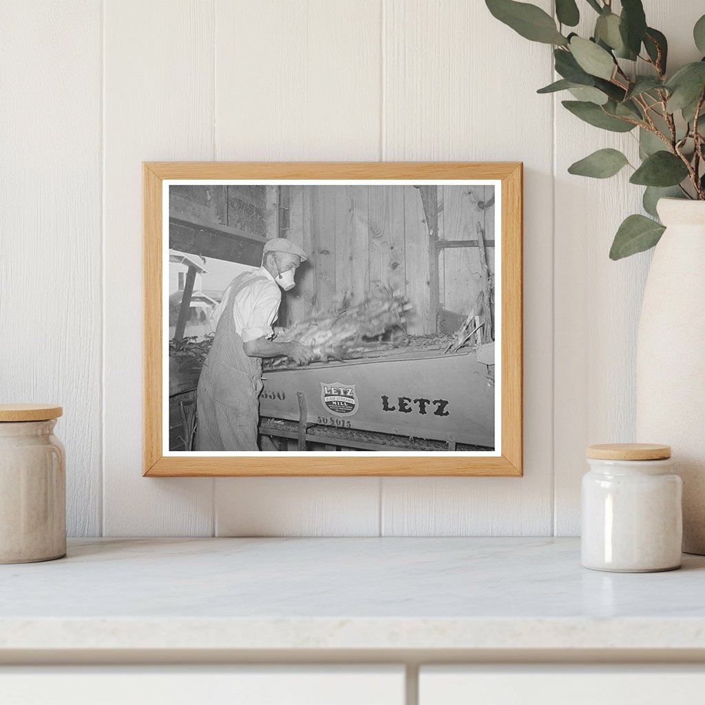 Worker Gathering Fodder in Taylor Texas 1939