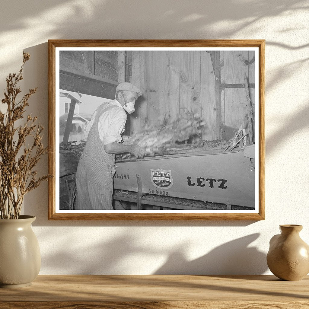 Worker Gathering Fodder in Taylor Texas 1939