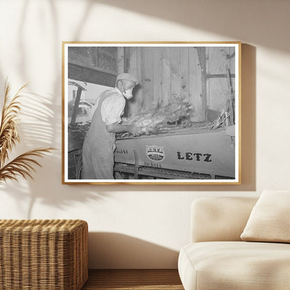 Worker Gathering Fodder in Taylor Texas 1939