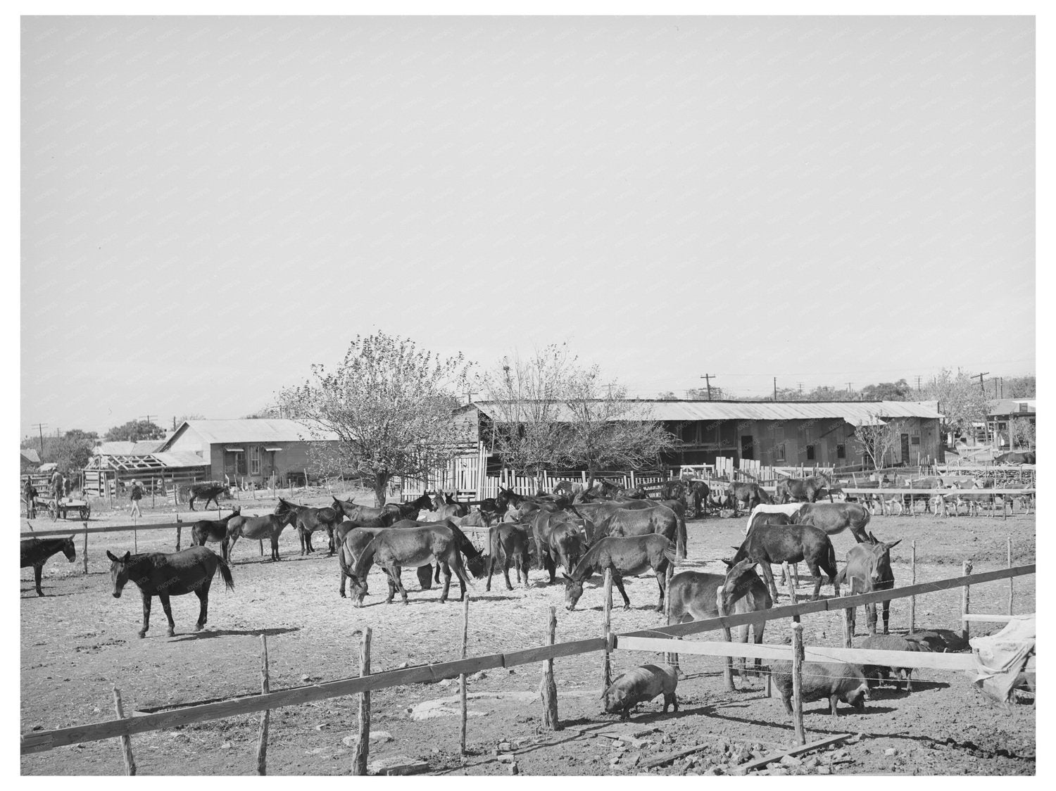 Mules for Sale in Taylor Texas October 1939