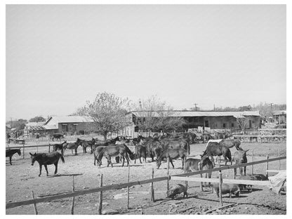Mules for Sale in Taylor Texas October 1939