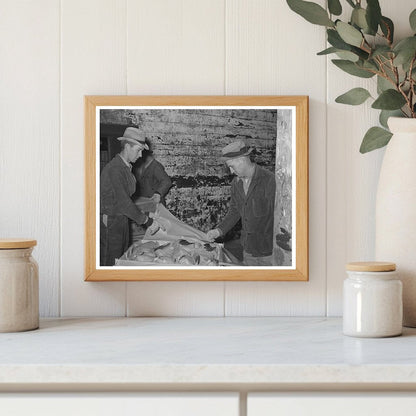 Workers Packing Turkeys at Cold Storage Plant 1939