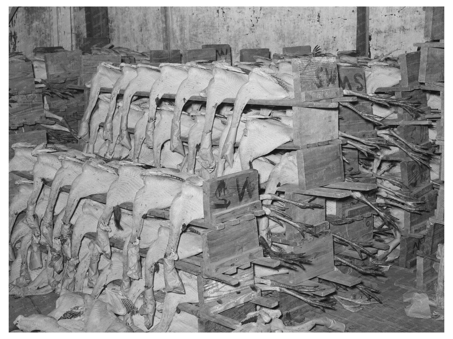 Turkeys in Cold Storage Plant Brownwood Texas November 1939
