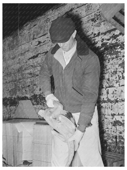 Grading Turkeys at Cold Storage Plant Brownwood Texas 1939