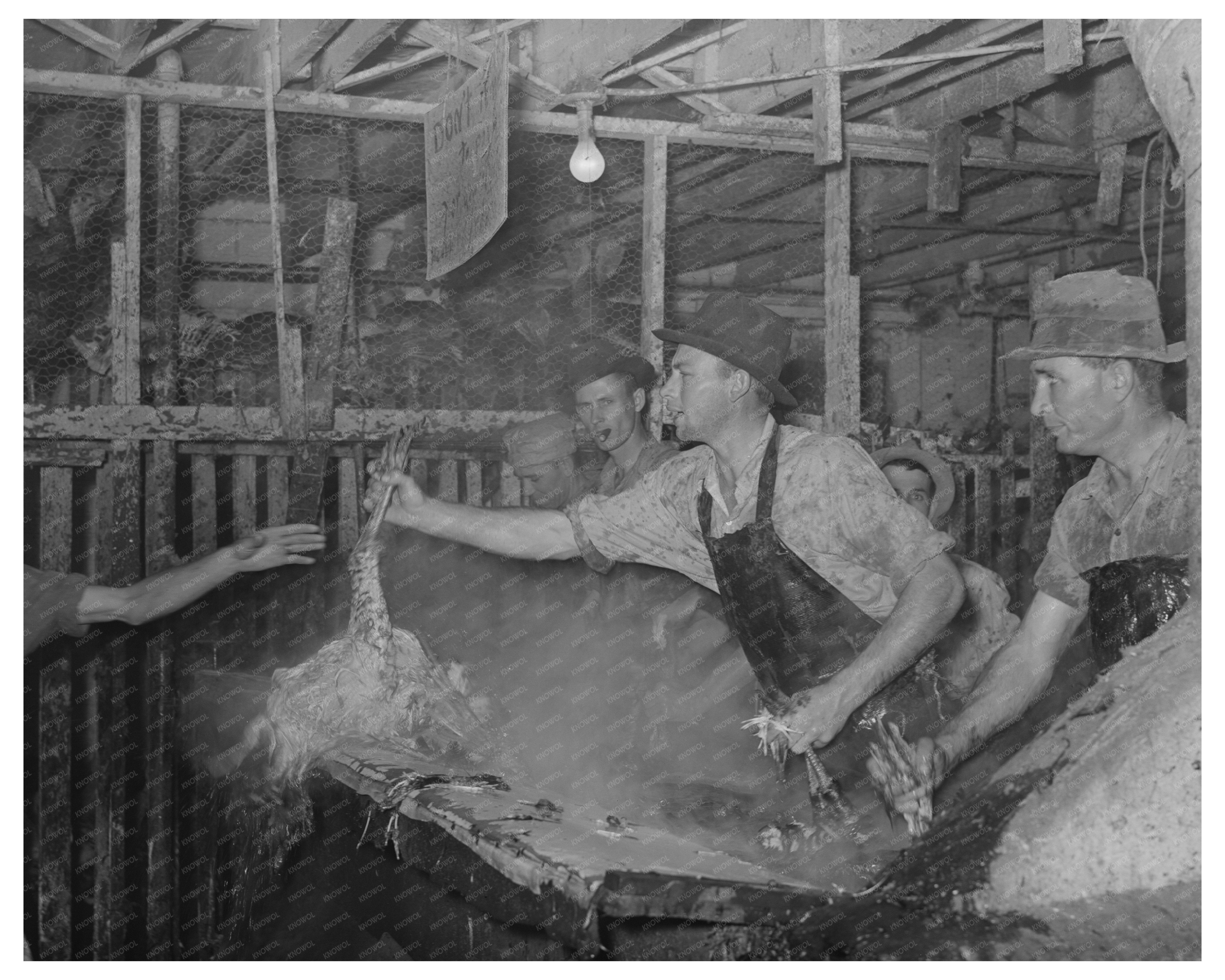 Poultry Preparation at Cooperative House Brownwood Texas 1939