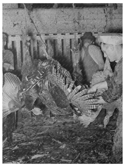 Turkey Slaughter at Cooperative Plant Brownwood Texas 1939