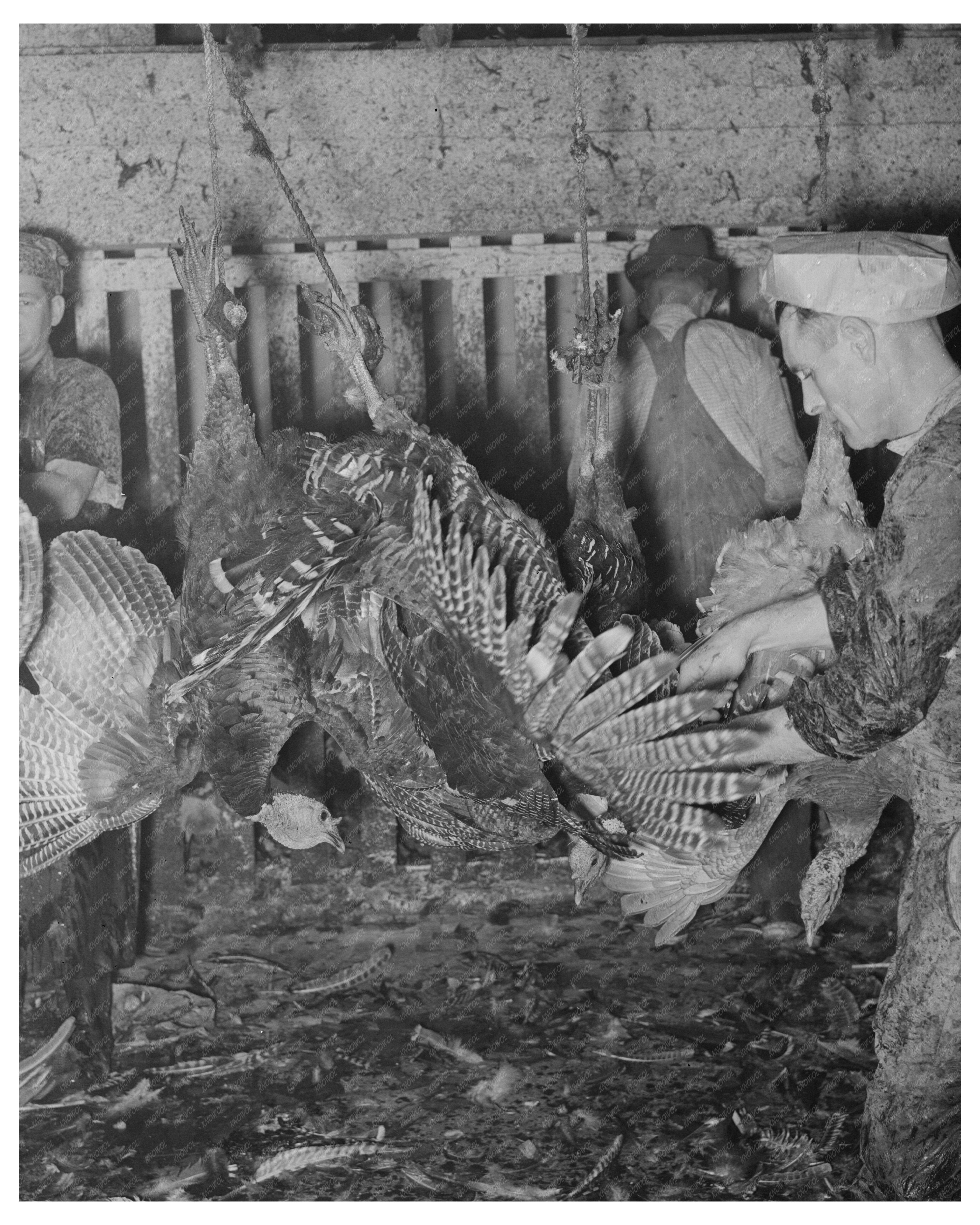 Turkey Processing at Cooperative Plant Brownwood Texas 1939