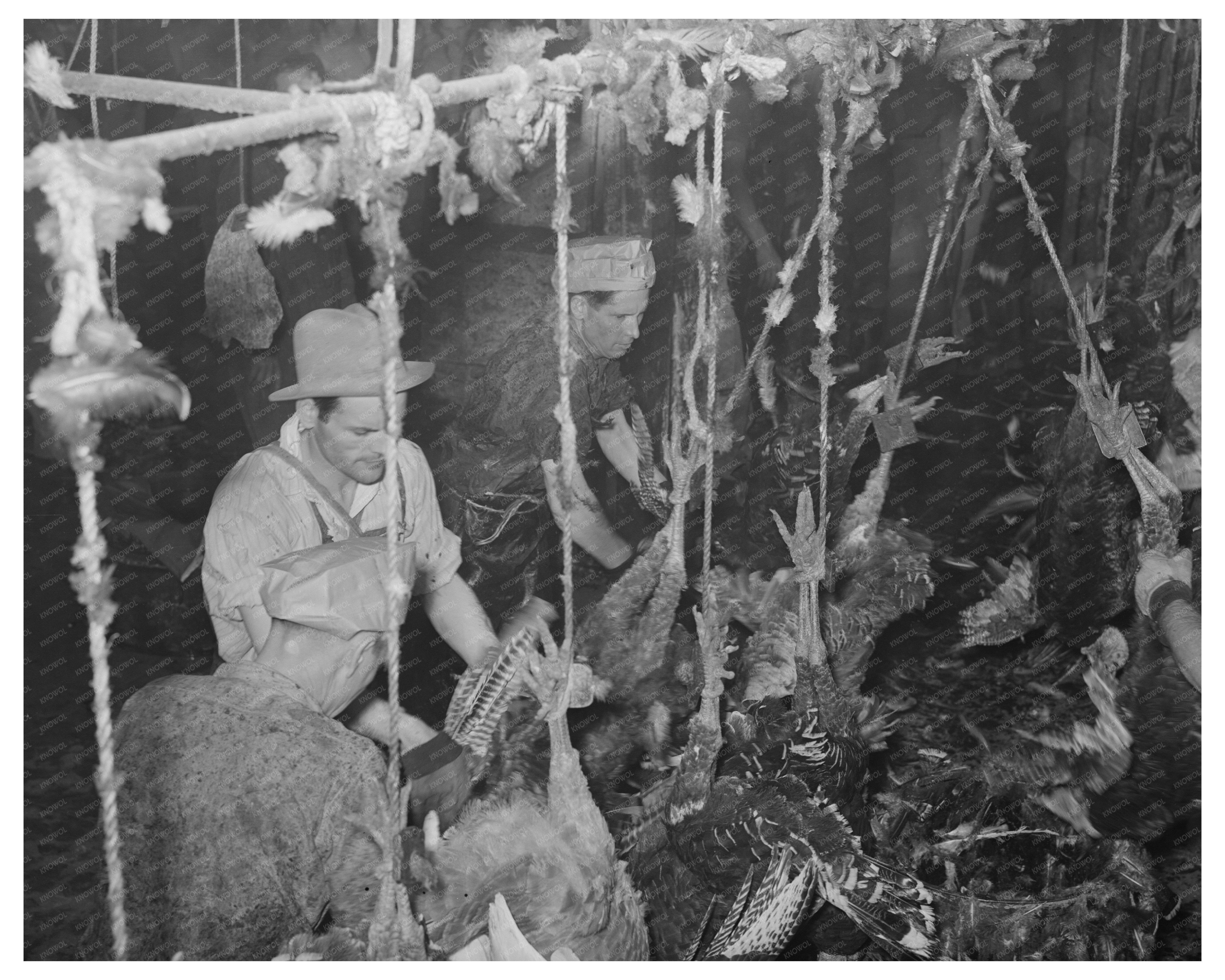 Turkey Picking Process in Brownwood Texas 1939