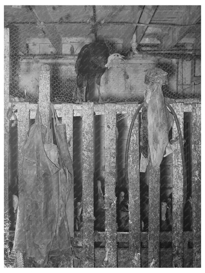 Turkey Escape at Brownwood Poultry Plant 1939