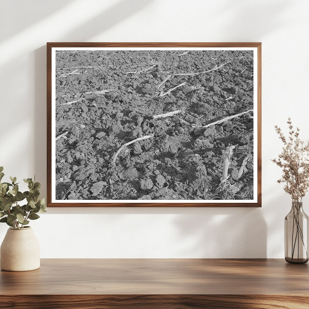 Plowed Cornfield in McLennan County Texas 1939