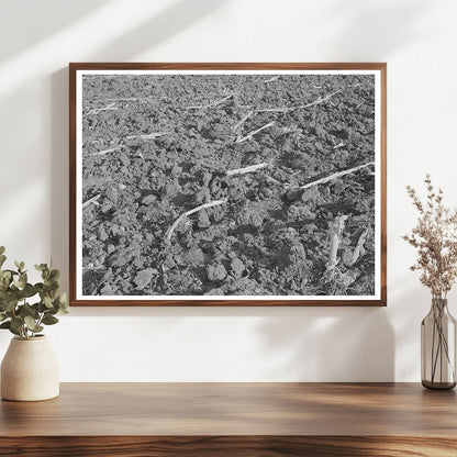 Plowed Cornfield in McLennan County Texas 1939
