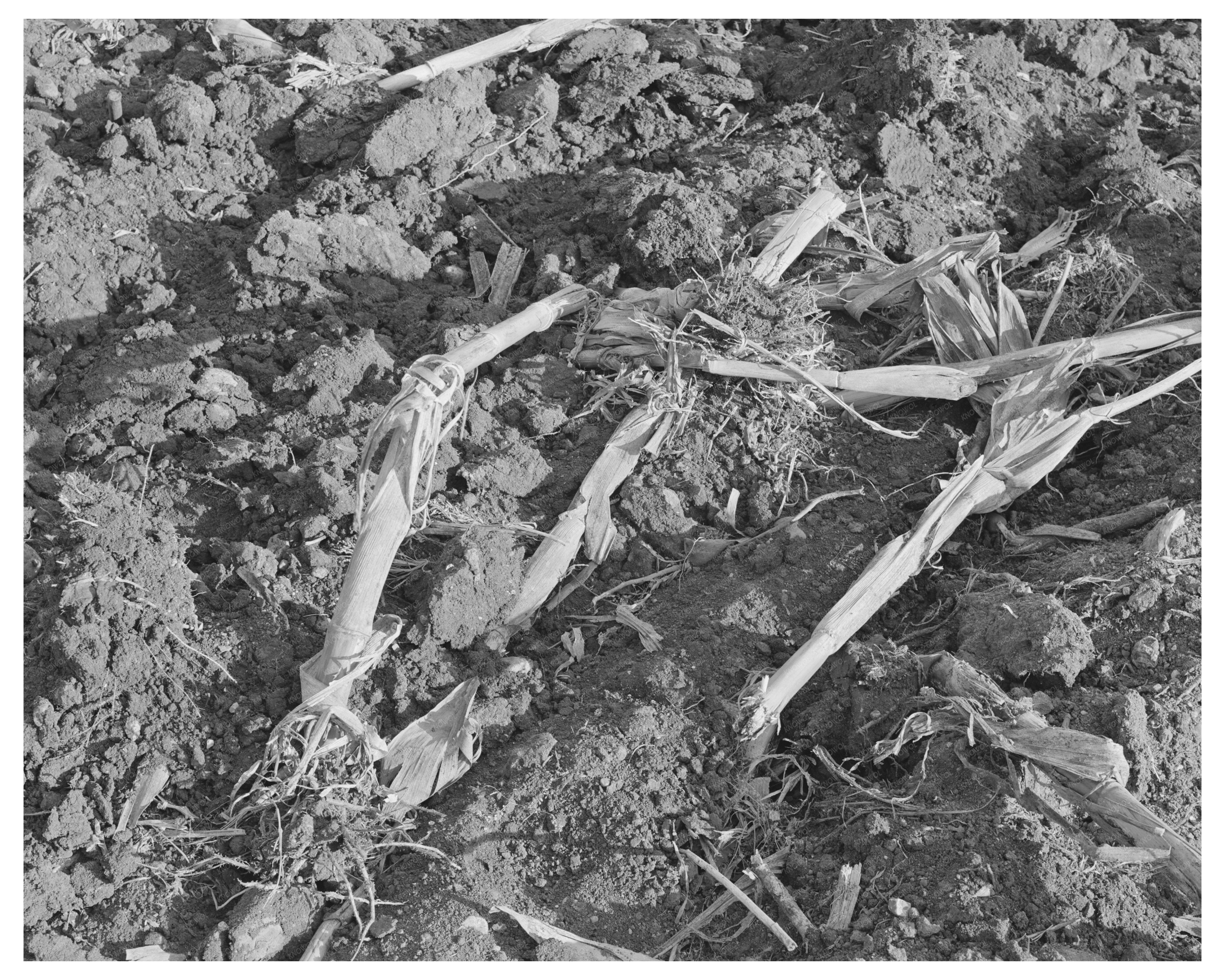 Cornfield Detail After Plowing McLennan County Texas 1939