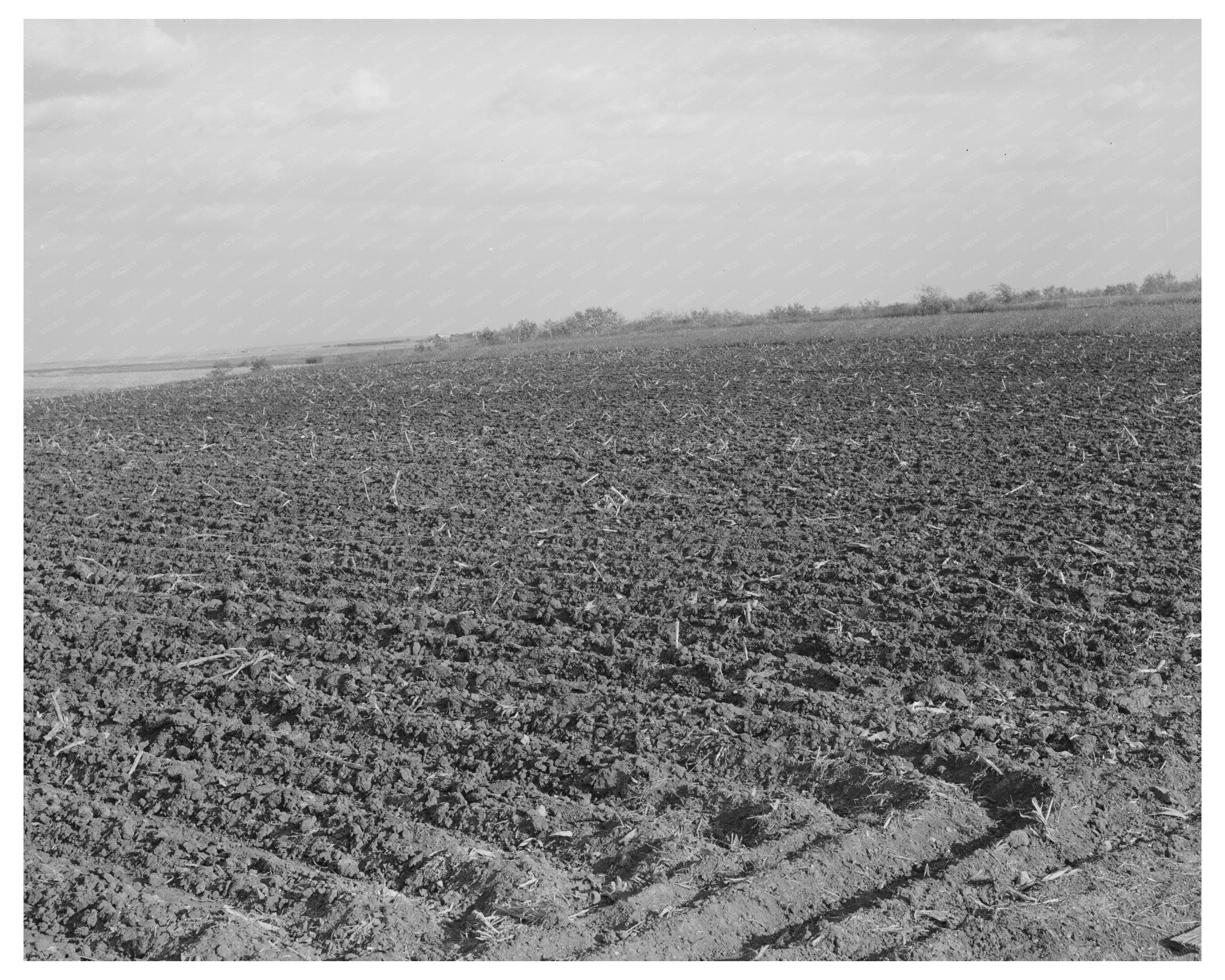Vintage Cornfield in McLennan County Texas 1939
