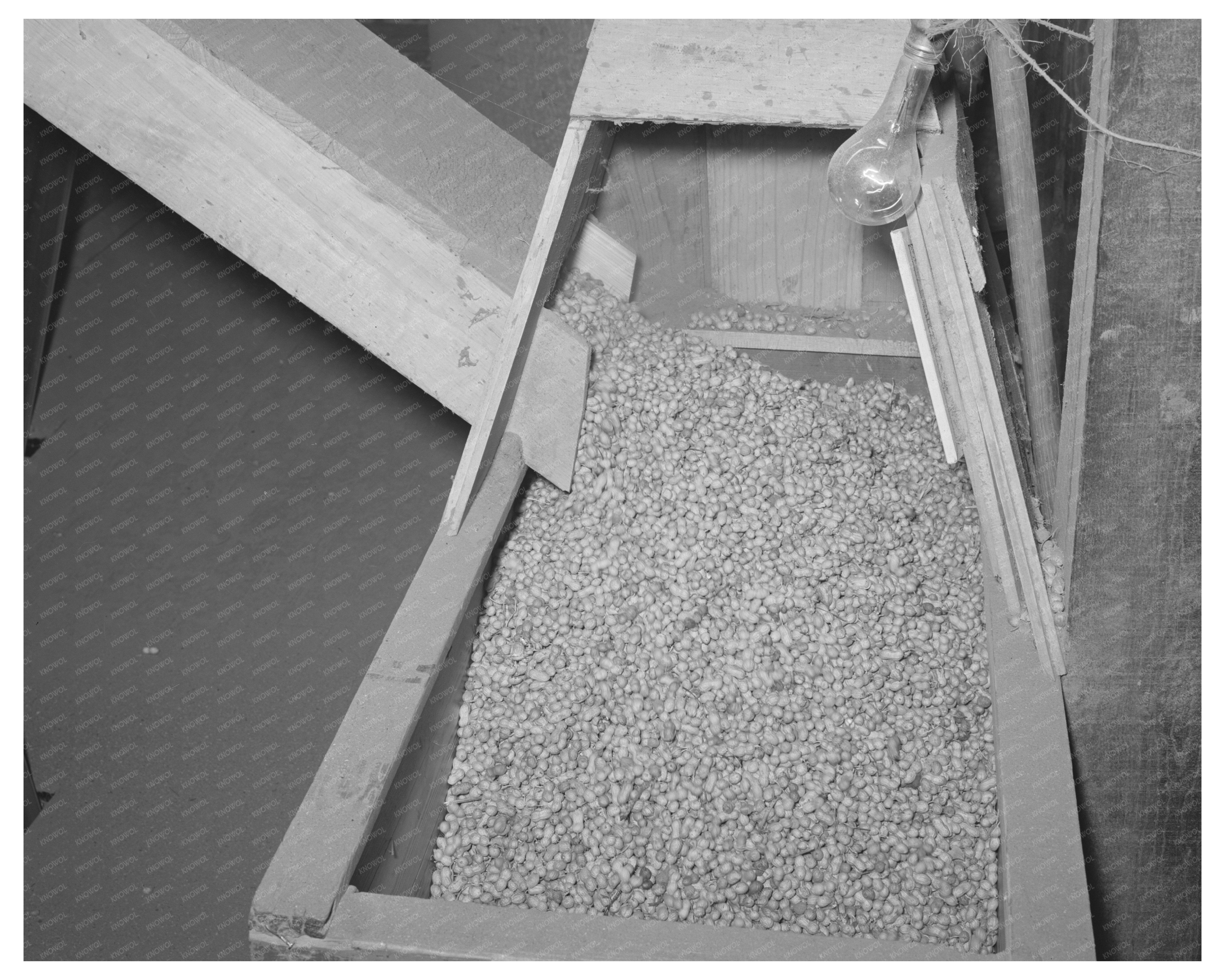 Peanut Shelling Plant Comanche Texas November 1939