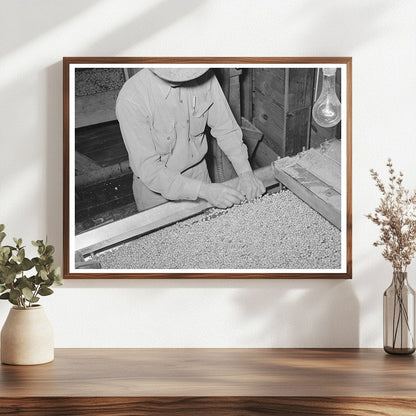 Workers Cleaning Screens at Peanut-Shelling Plant 1939