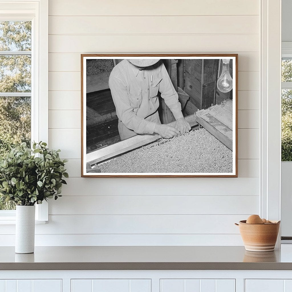 Workers Cleaning Screens at Peanut-Shelling Plant 1939