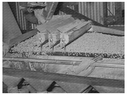 Peanut Grading Facility Workers Comanche Texas 1939