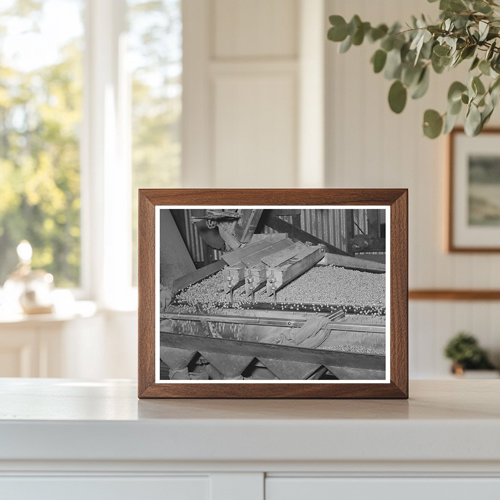 Peanut Grading Facility Workers Comanche Texas 1939