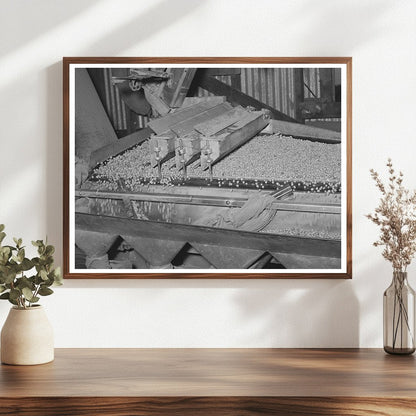 Peanut Grading Facility Workers Comanche Texas 1939