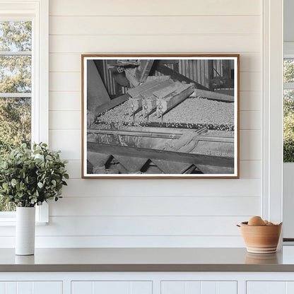 Peanut Grading Facility Workers Comanche Texas 1939