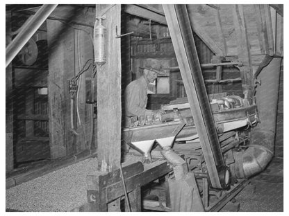 Workers Grading Peanuts in Comanche Texas 1939