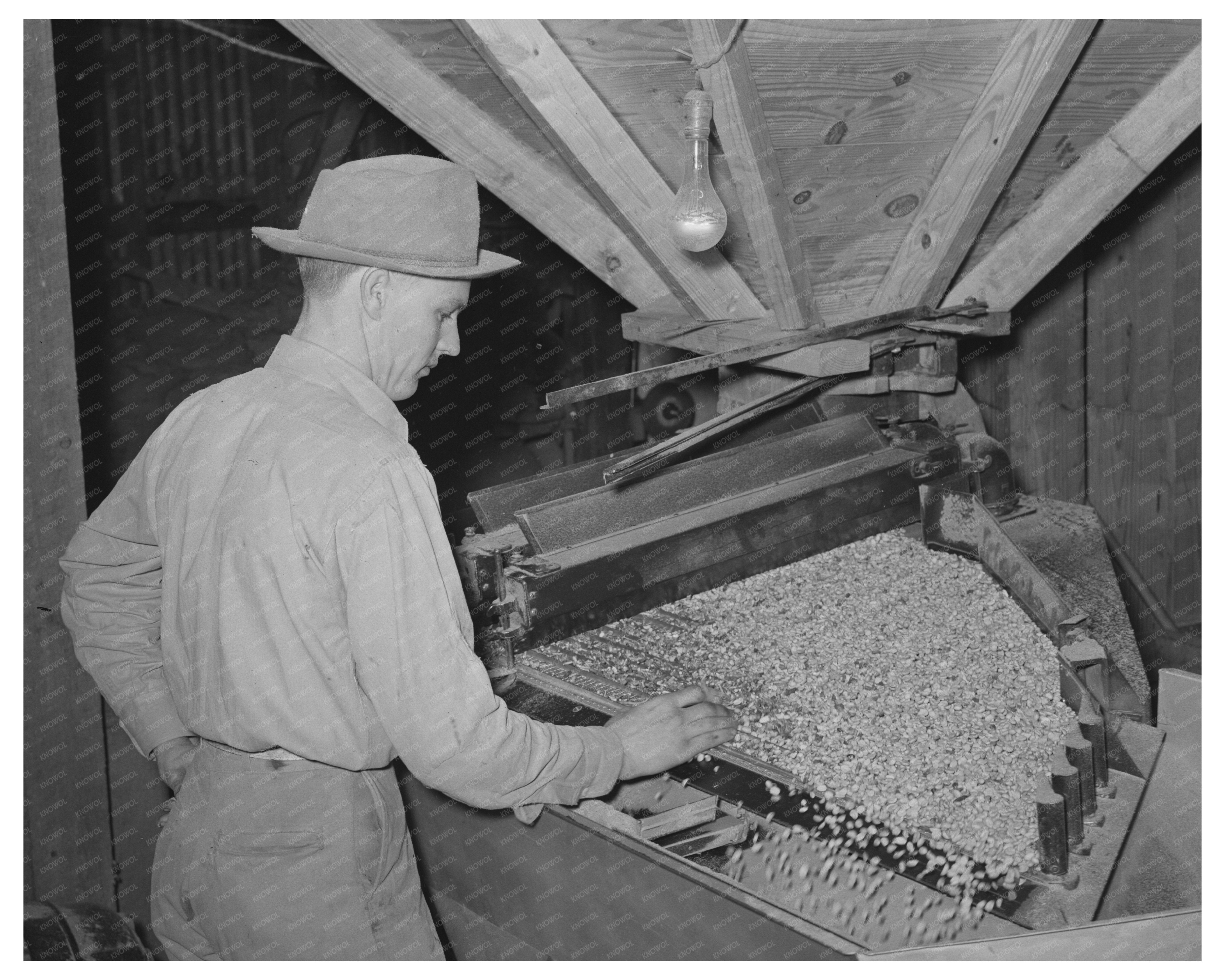 Peanut Grader at Comanche Texas Shelling Plant 1939