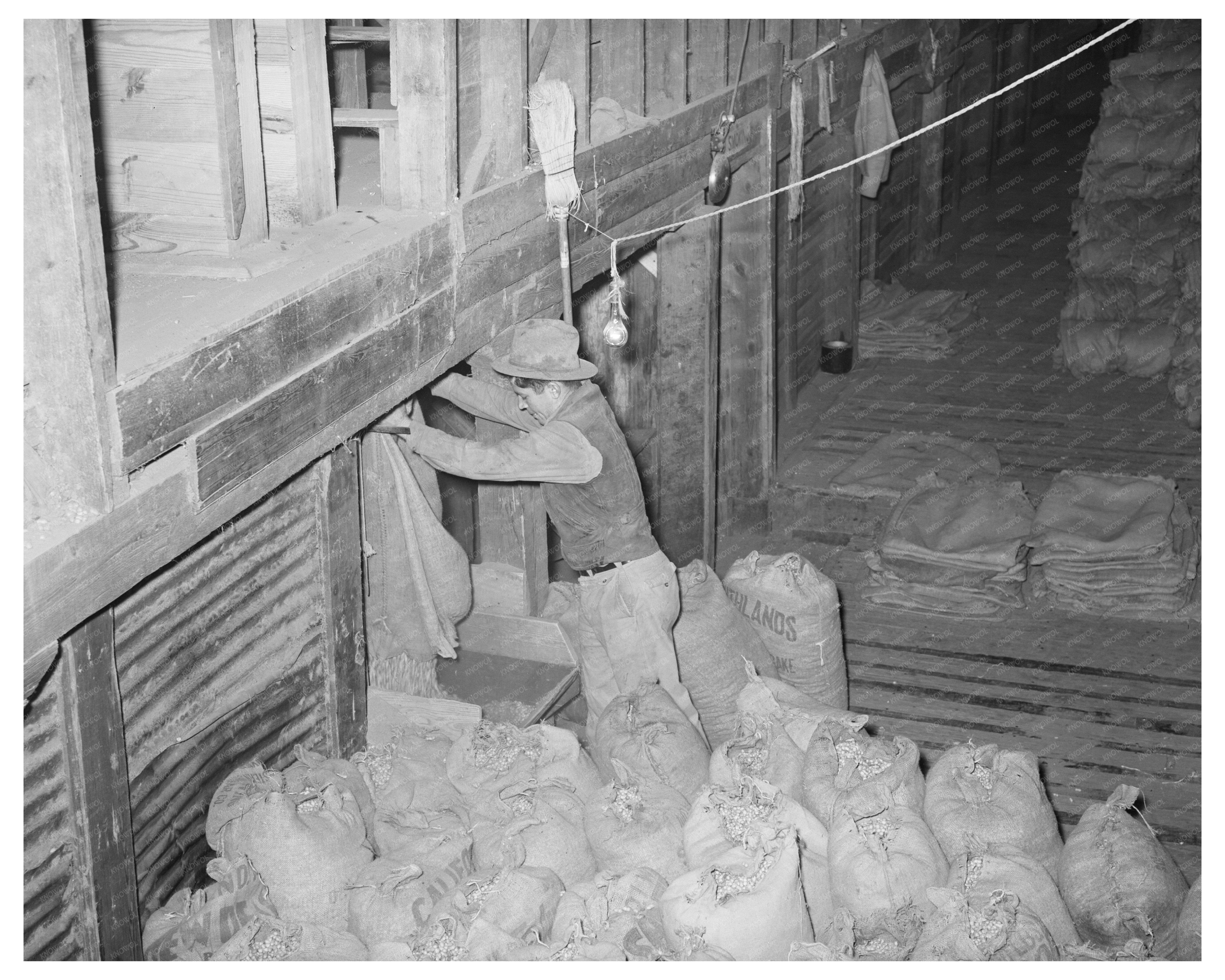 Peanut Dumping at Comanche Texas Plant 1939