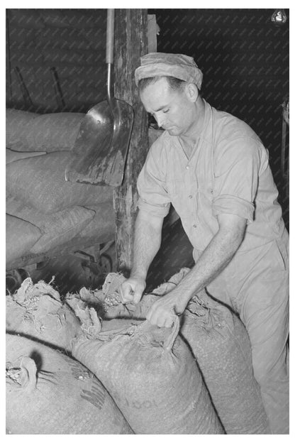 Worker at Peanut-Shelling Plant Comanche Texas 1939