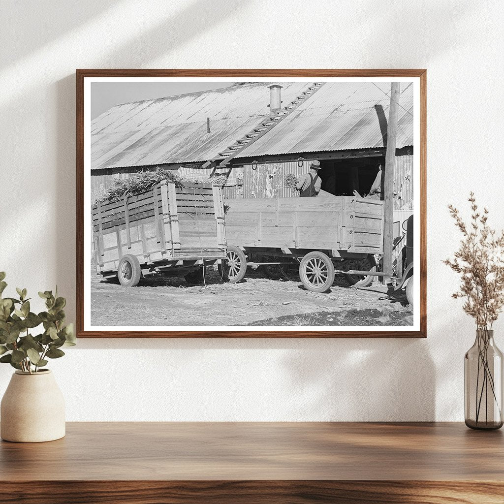 Corn Stover Unloading at Feed Mill Taylor Texas 1939