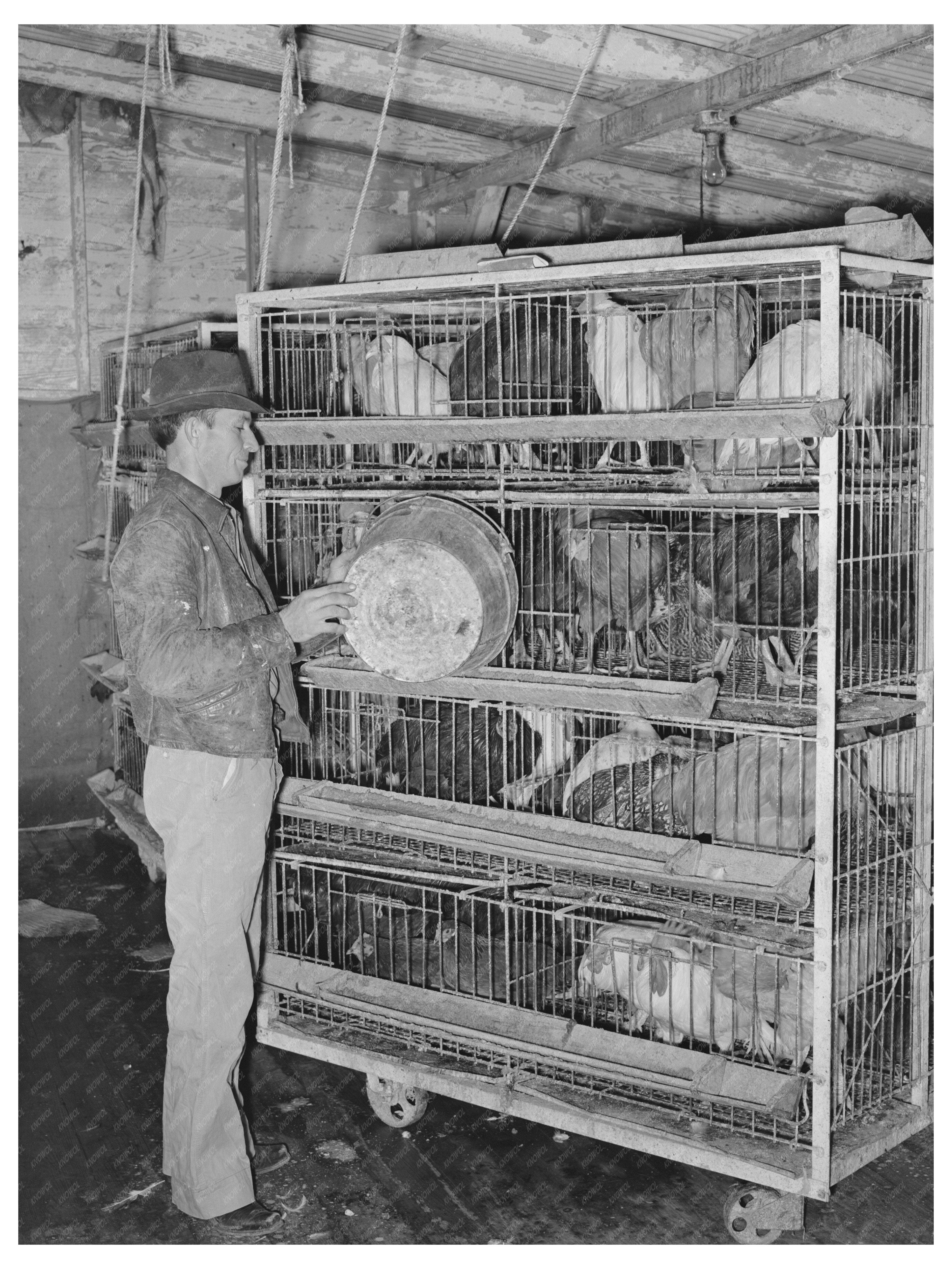 Poultry Feeding at Cooperative House Brownwood Texas 1939