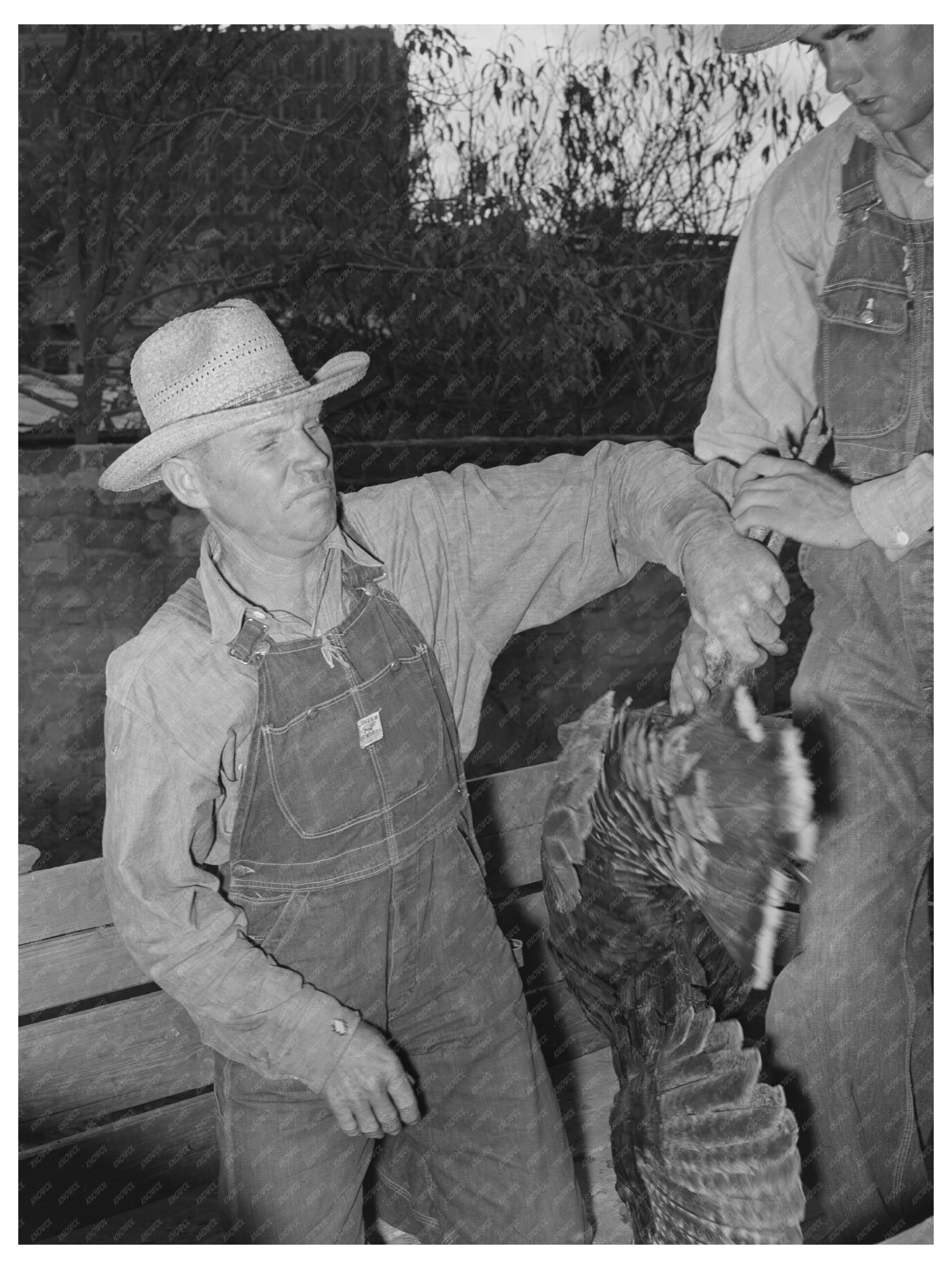 Farmer Unloading Turkeys in Brownwood Texas 1939