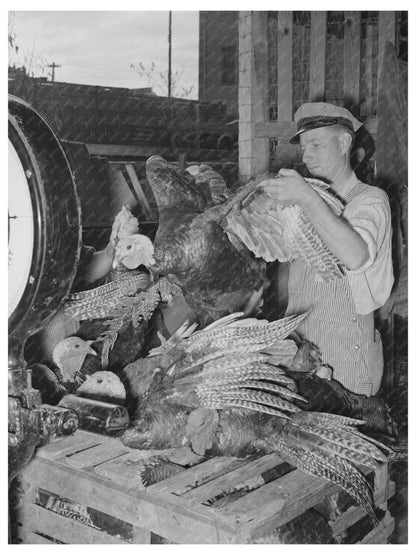 Turkey Weighing at Cooperative Poultry House Brownwood 1939